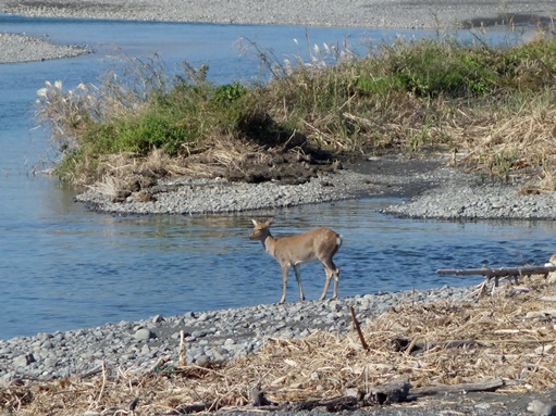 安倍川の河口　鹿